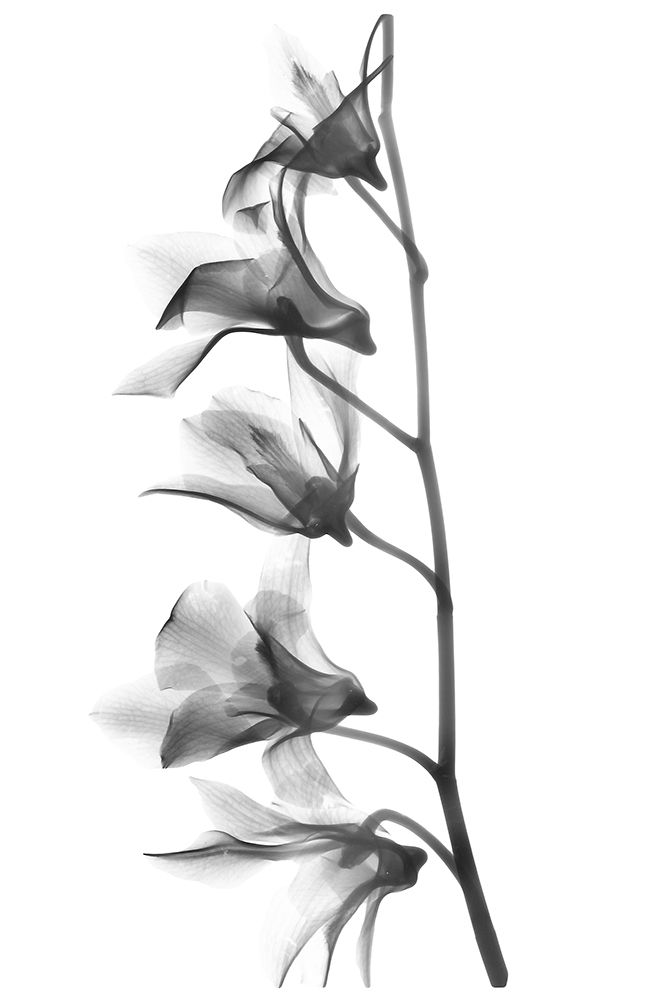 Orchid art print by Albert Koetsier for $57.95 CAD