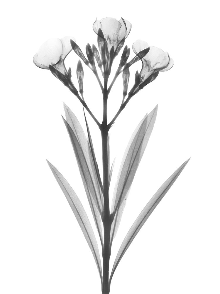 Oleander art print by Albert Koetsier for $57.95 CAD