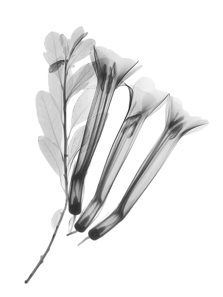 Crane Flower art print by Albert Koetsier for $57.95 CAD