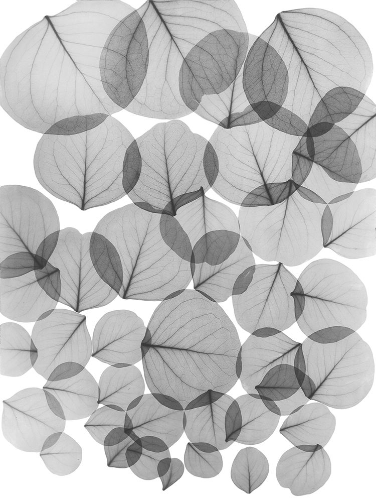 Baybean Leaves art print by Albert Koetsier for $57.95 CAD
