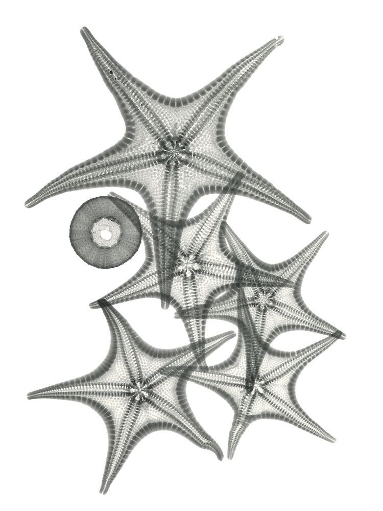 Starfish Bunch F149 art print by Albert Koetsier for $57.95 CAD