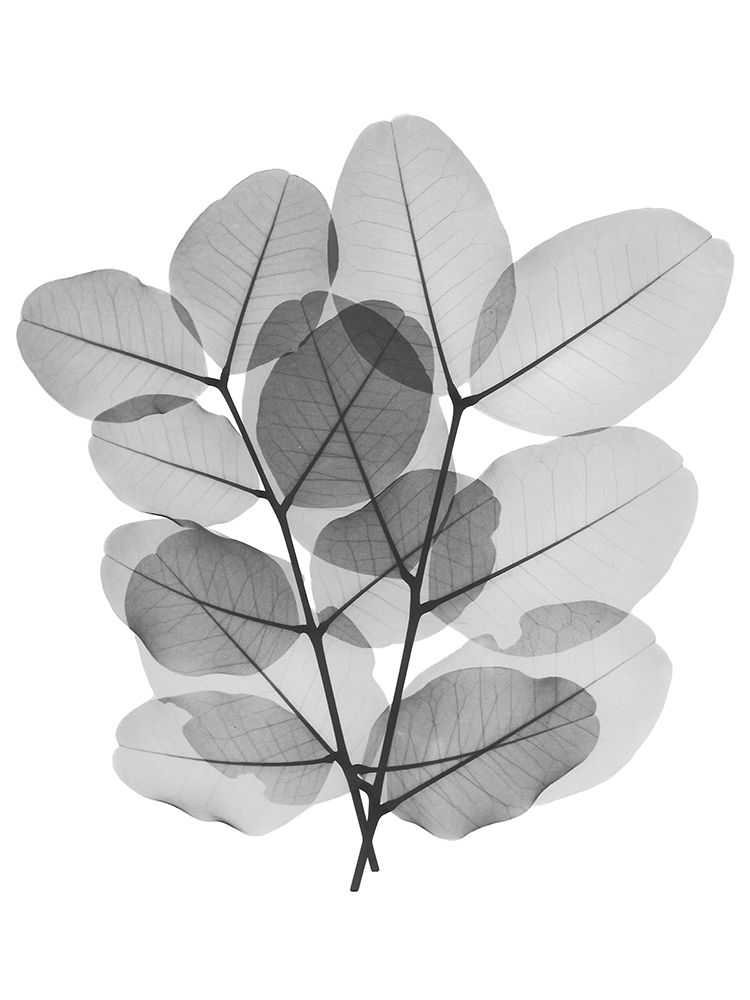 Leafy Bunch art print by Albert Koetsier for $57.95 CAD