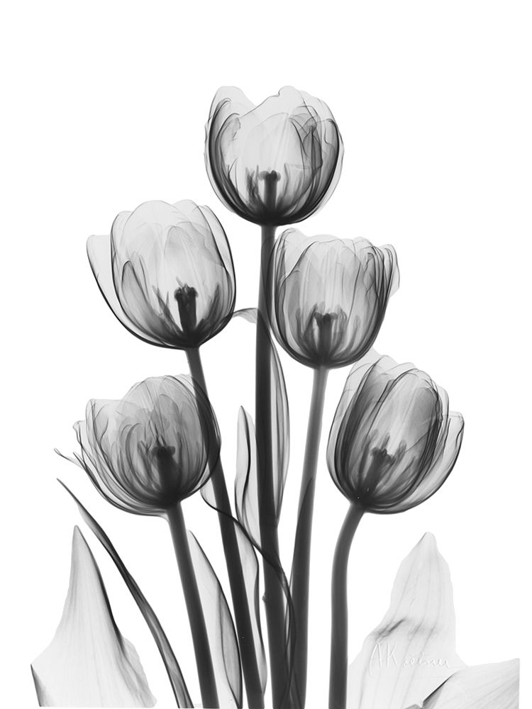 Tulips art print by Albert Koetsier for $57.95 CAD