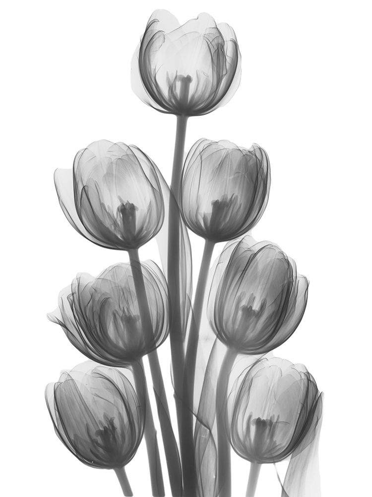 Tulips H26 art print by Albert Koetsier for $57.95 CAD