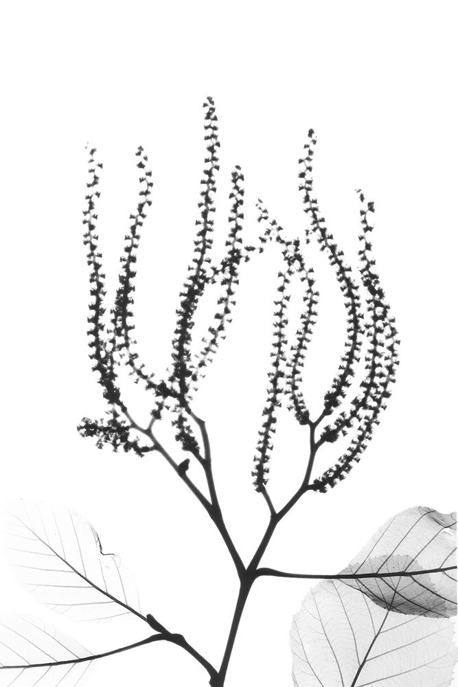 Reaching Branches art print by Albert Koetsier for $57.95 CAD