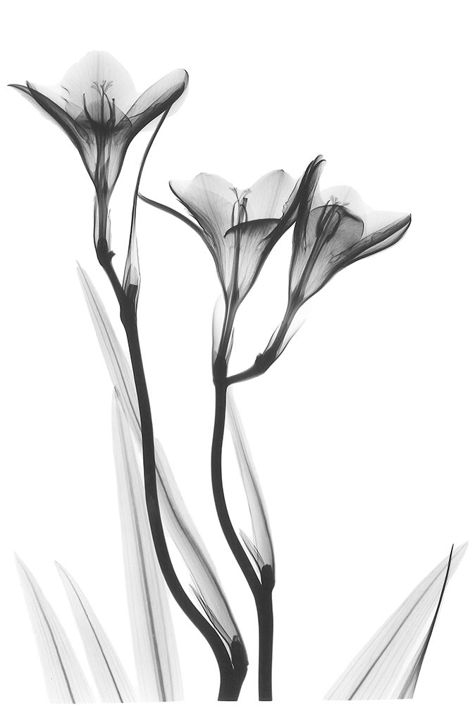 Embracing Tulips art print by Albert Koetsier for $57.95 CAD