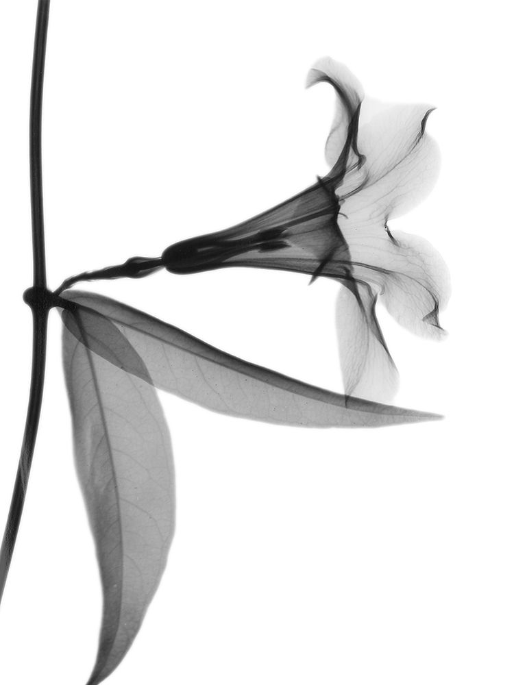 Side Hanging Tulip art print by Albert Koetsier for $57.95 CAD