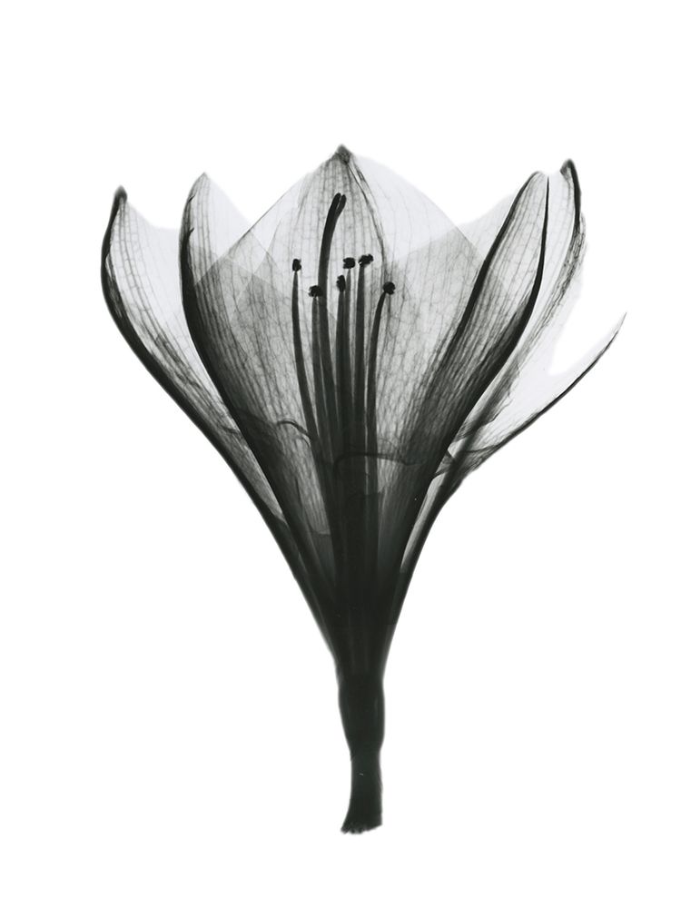 Blooming Nature art print by Albert Koetsier for $57.95 CAD