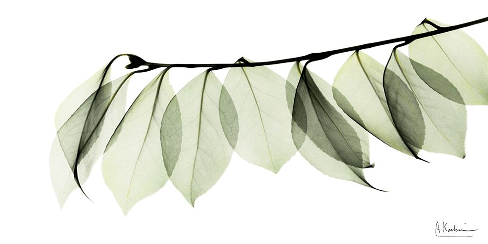 Camelia Leaf In White art print by Albert Koetsier for $57.95 CAD