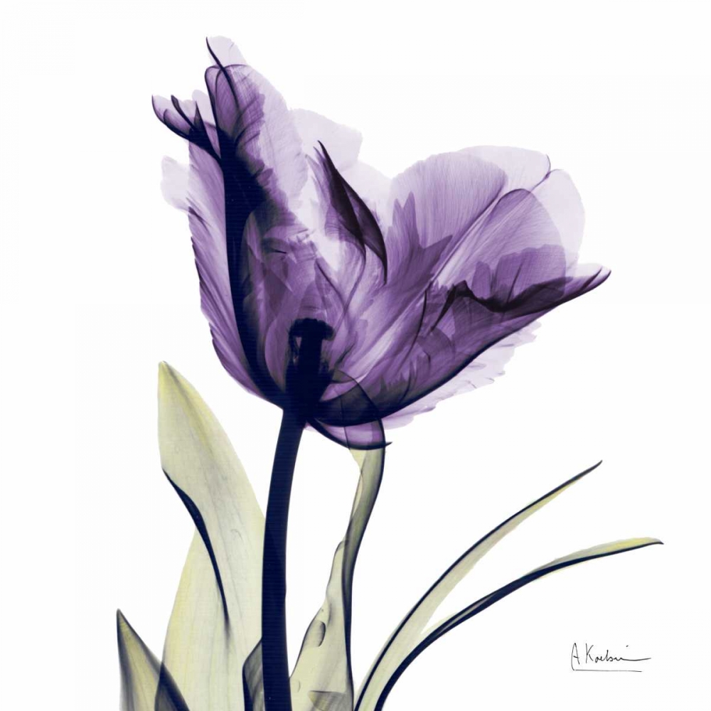 Tulip Dream art print by Albert Koetsier for $57.95 CAD