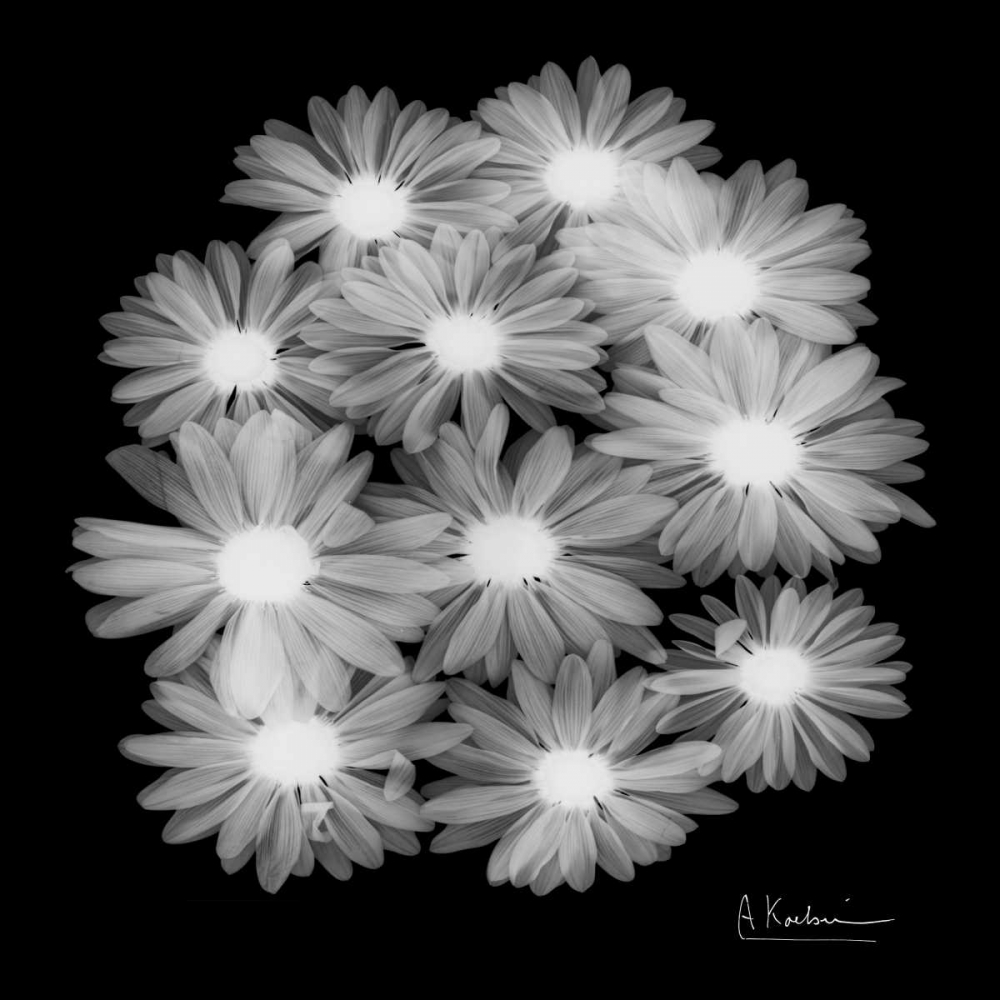 Margarithe X-Ray art print by Albert Koetsier for $57.95 CAD