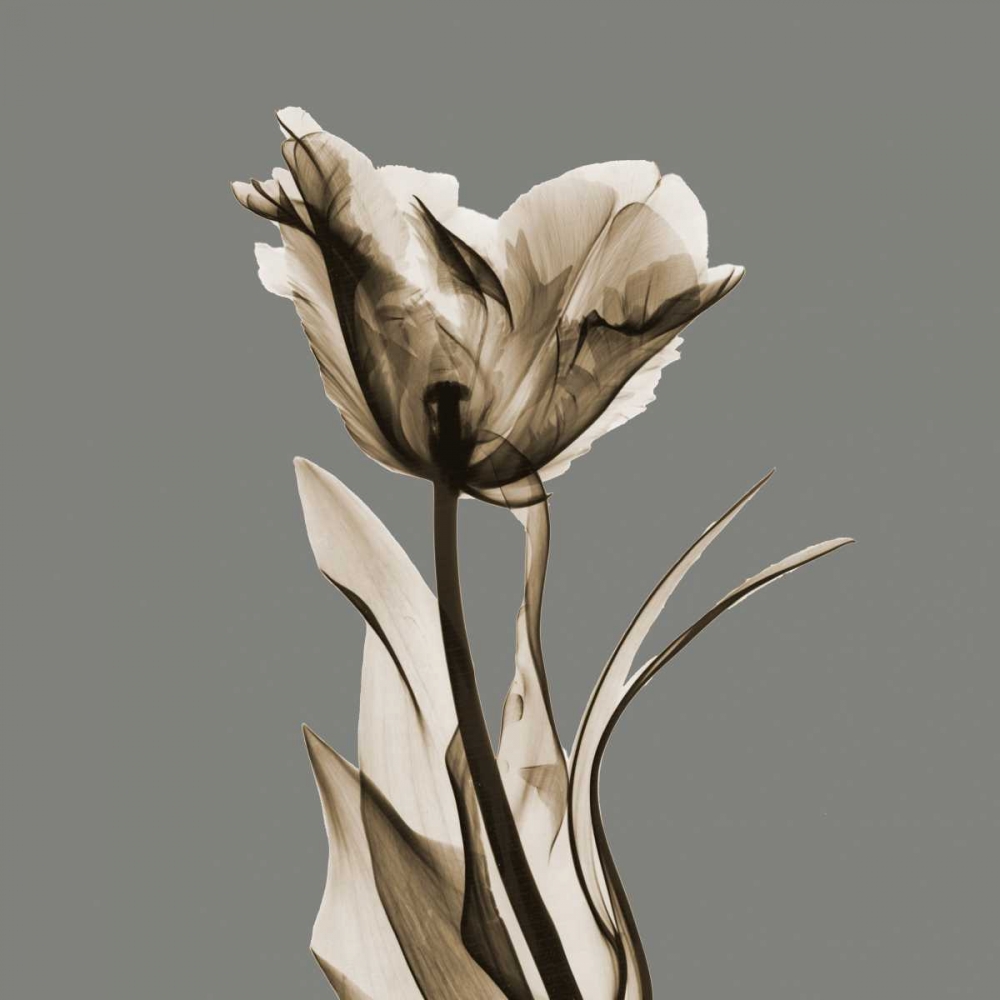 Gray Luster Tulip art print by Albert Koetsier for $57.95 CAD