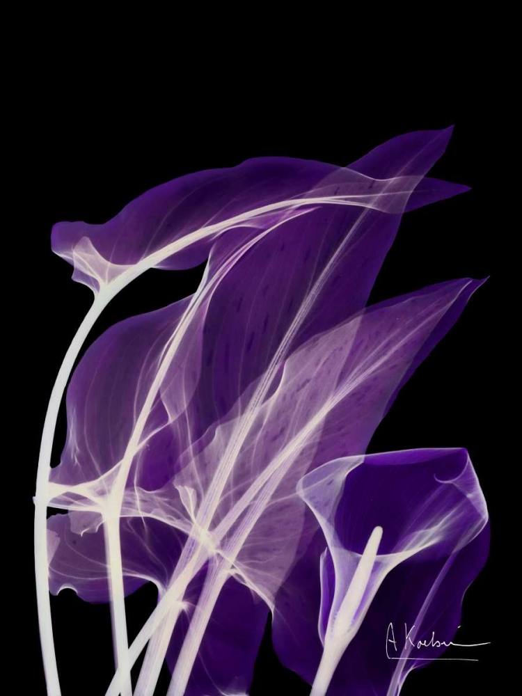 Purple Calla art print by Albert Koetsier for $57.95 CAD