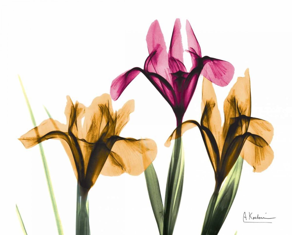 Iris art print by Albert Koetsier for $57.95 CAD