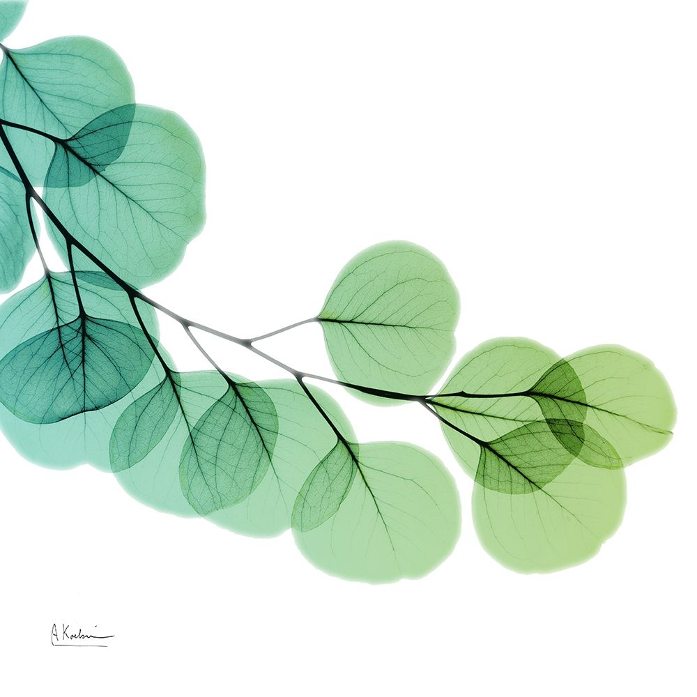Eucalyptus Green art print by Albert Koetsier for $57.95 CAD