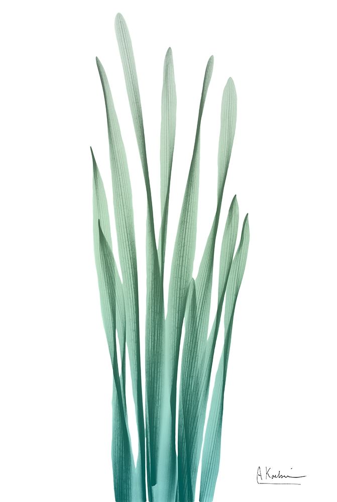 Radiant Hyacinth Leaf 2 art print by Albert Koetsier for $57.95 CAD