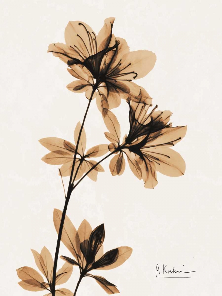 Aged Azalea art print by Albert Koetsier for $57.95 CAD