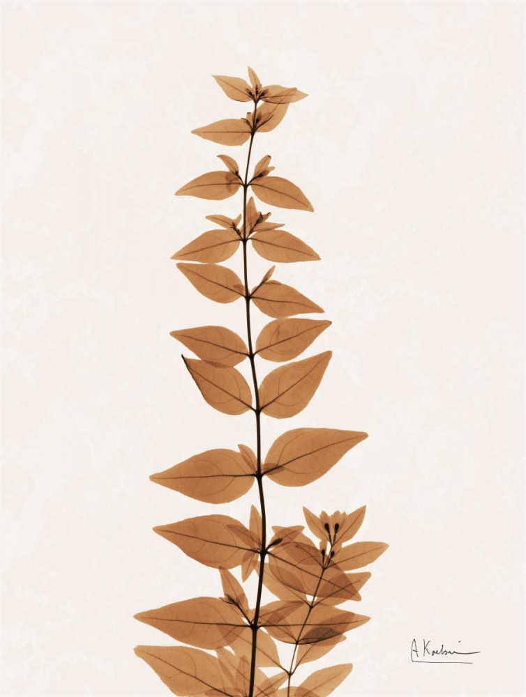Aged Abelia art print by Albert Koetsier for $57.95 CAD
