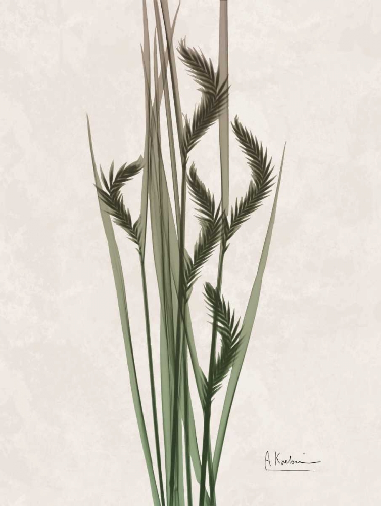 Aged Oat Grass art print by Albert Koetsier for $57.95 CAD