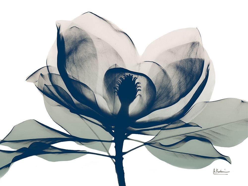 Blue Ranged Magnolia 1 art print by Albert Koetsier for $57.95 CAD