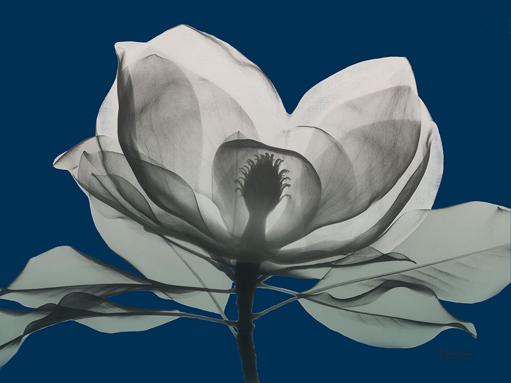 Navy Magnolia 1 art print by Albert Koetsier for $57.95 CAD
