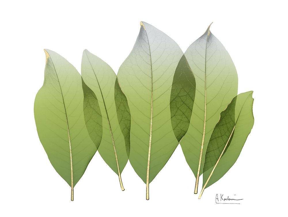 Golden Magnolia Leaf art print by Albert Koetsier for $57.95 CAD