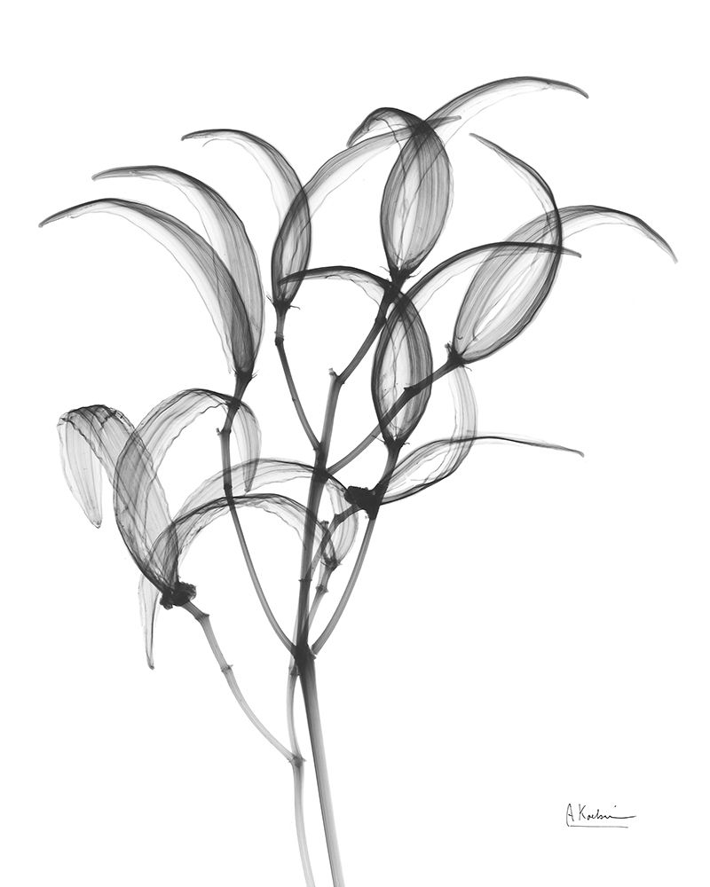 Nightly Oleander Bush art print by Albert Koetsier for $57.95 CAD