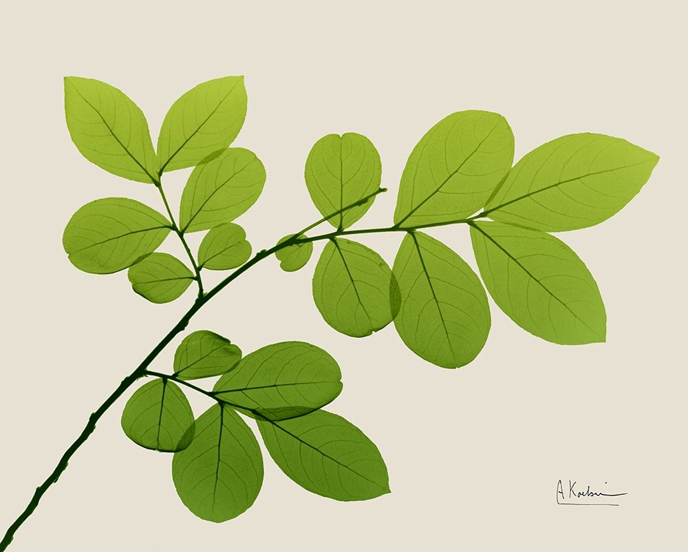 Natural Greenery 1 art print by Albert Koetsier for $57.95 CAD