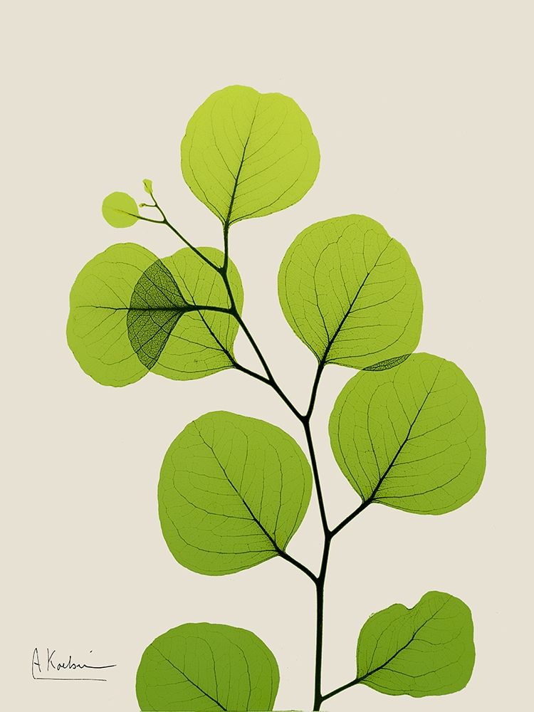 Natural Greenery 3 art print by Albert Koetsier for $57.95 CAD