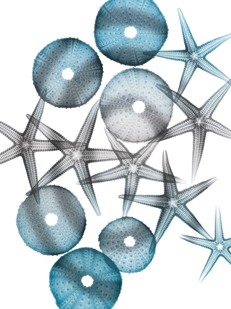 Blue Hue Starfish 1 art print by Albert Koetsier for $57.95 CAD