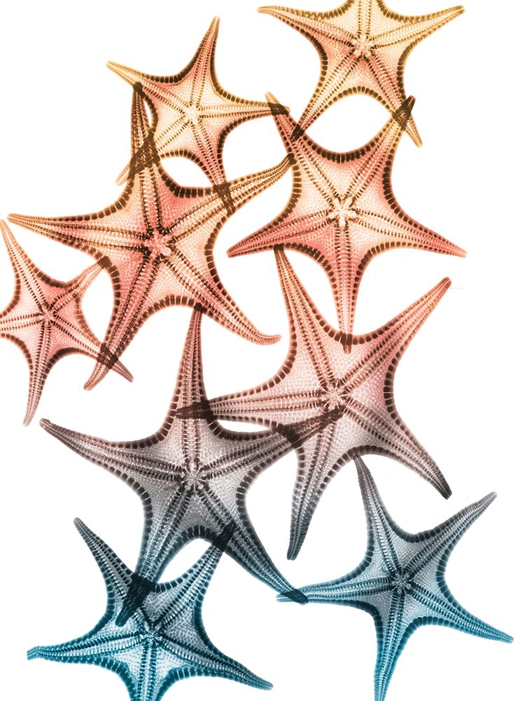 Jolly Starfish 2 art print by Albert Koetsier for $57.95 CAD