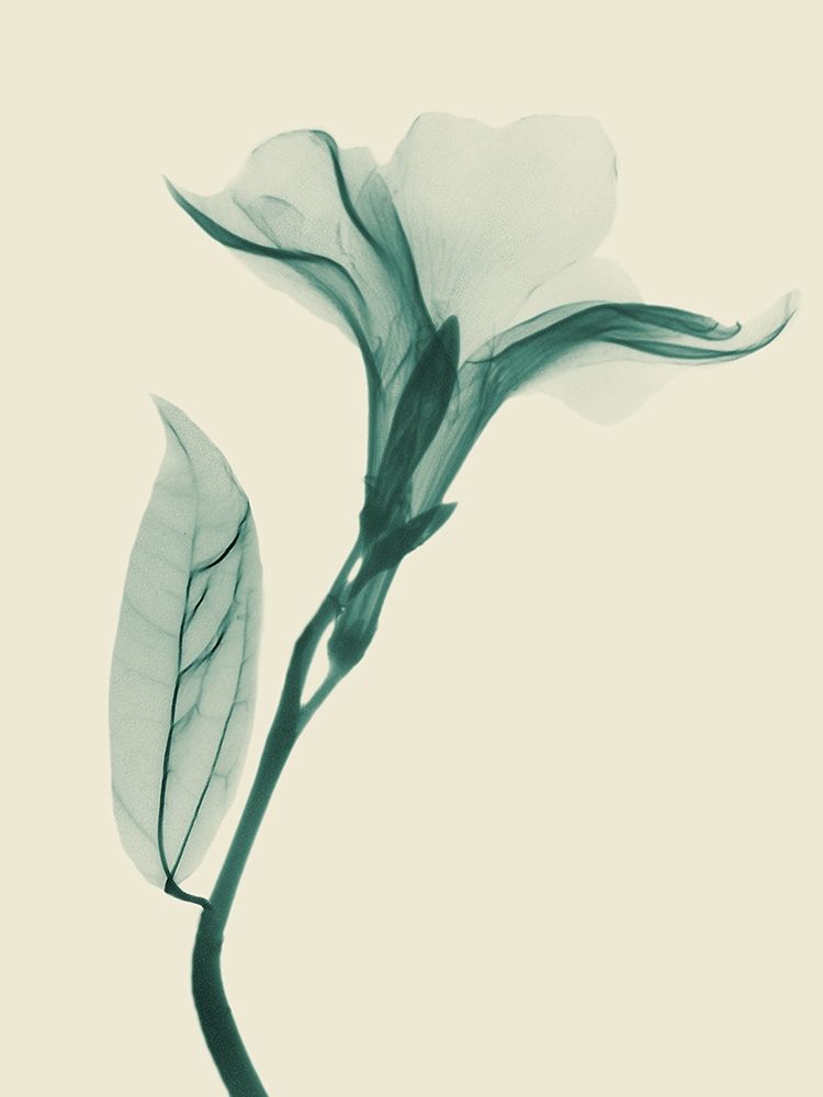 Lucky Oleander 1 art print by Albert Koetsier for $57.95 CAD