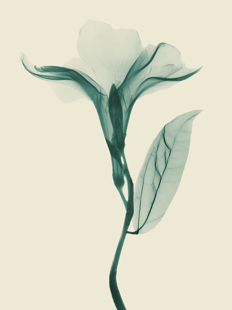 Lucky Oleander 2 art print by Albert Koetsier for $57.95 CAD