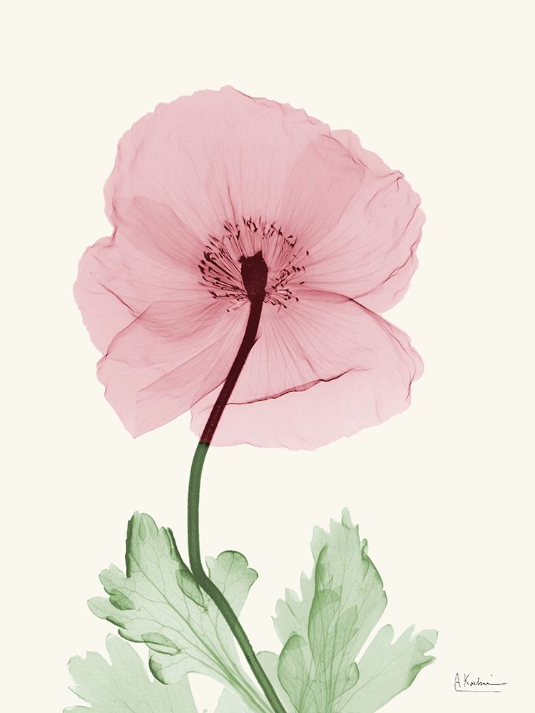 Dazzling Poppy 1 art print by Albert Koetsier for $57.95 CAD