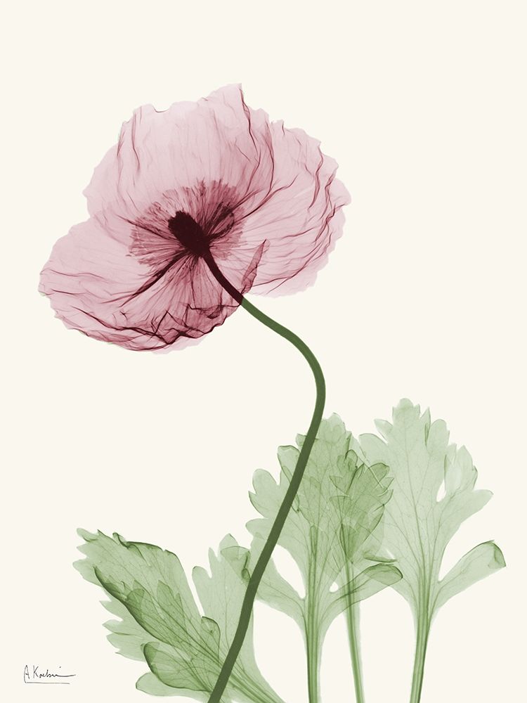 Dazzling Poppy 2 art print by Albert Koetsier for $57.95 CAD