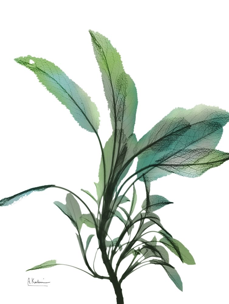 Shimmering Botanical 2 art print by Albert Koetsier for $57.95 CAD