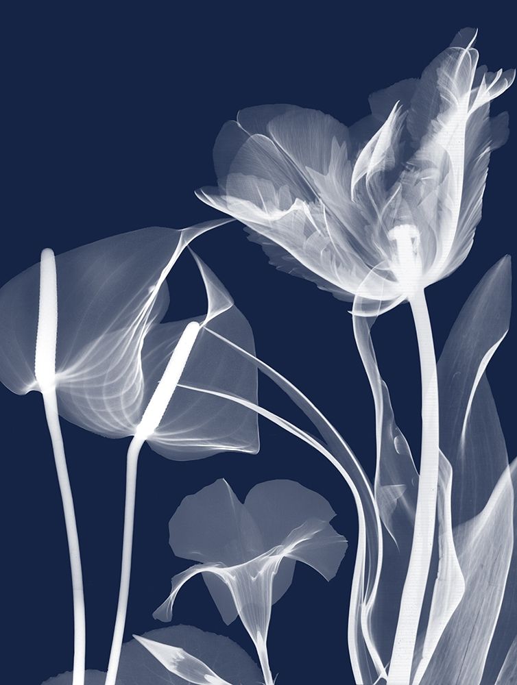 Navy Flora 2 art print by Albert Koetsier for $57.95 CAD
