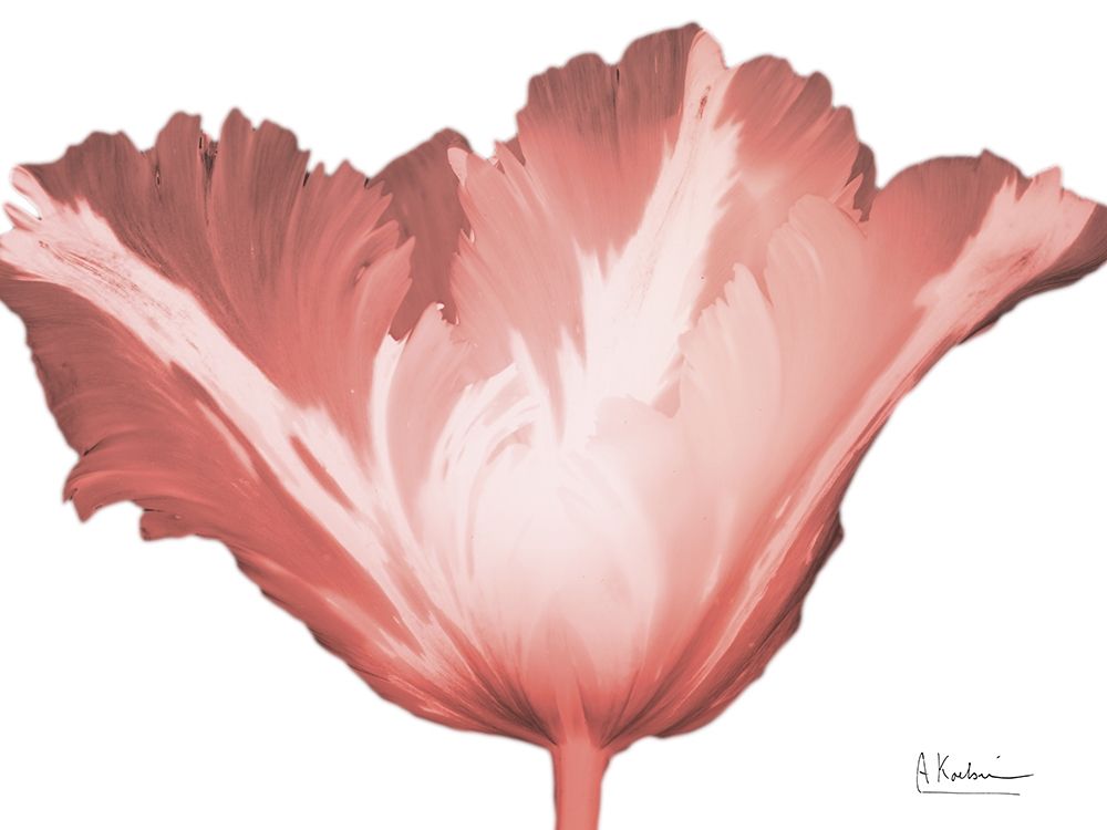 Coral Blossom 1 art print by Albert Koetsier for $57.95 CAD