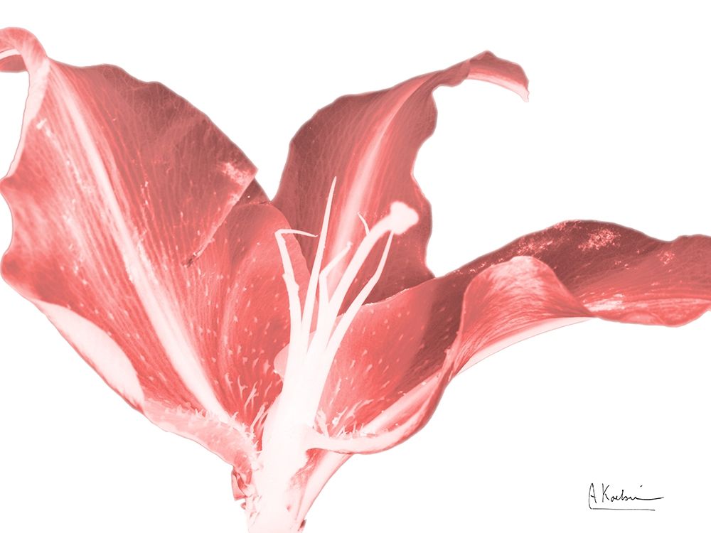 Coral Blossom 2 art print by Albert Koetsier for $57.95 CAD