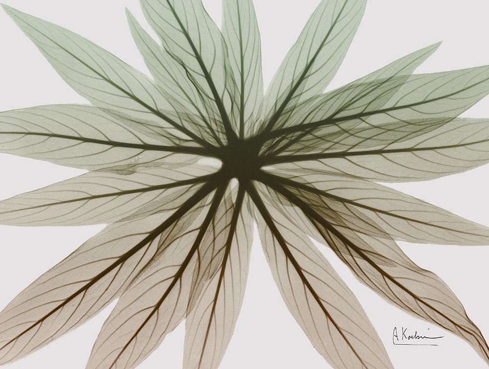 Earthy Echium art print by Albert Koetsier for $57.95 CAD