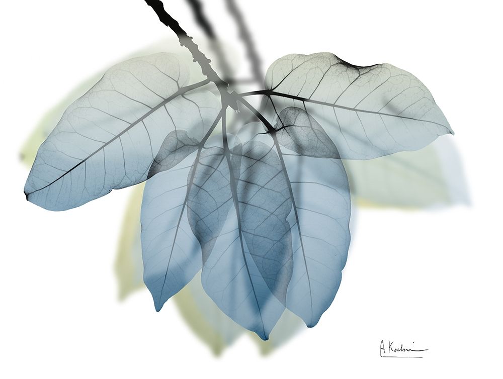 Focused Ficus Burkey art print by Albert Koetsier for $57.95 CAD