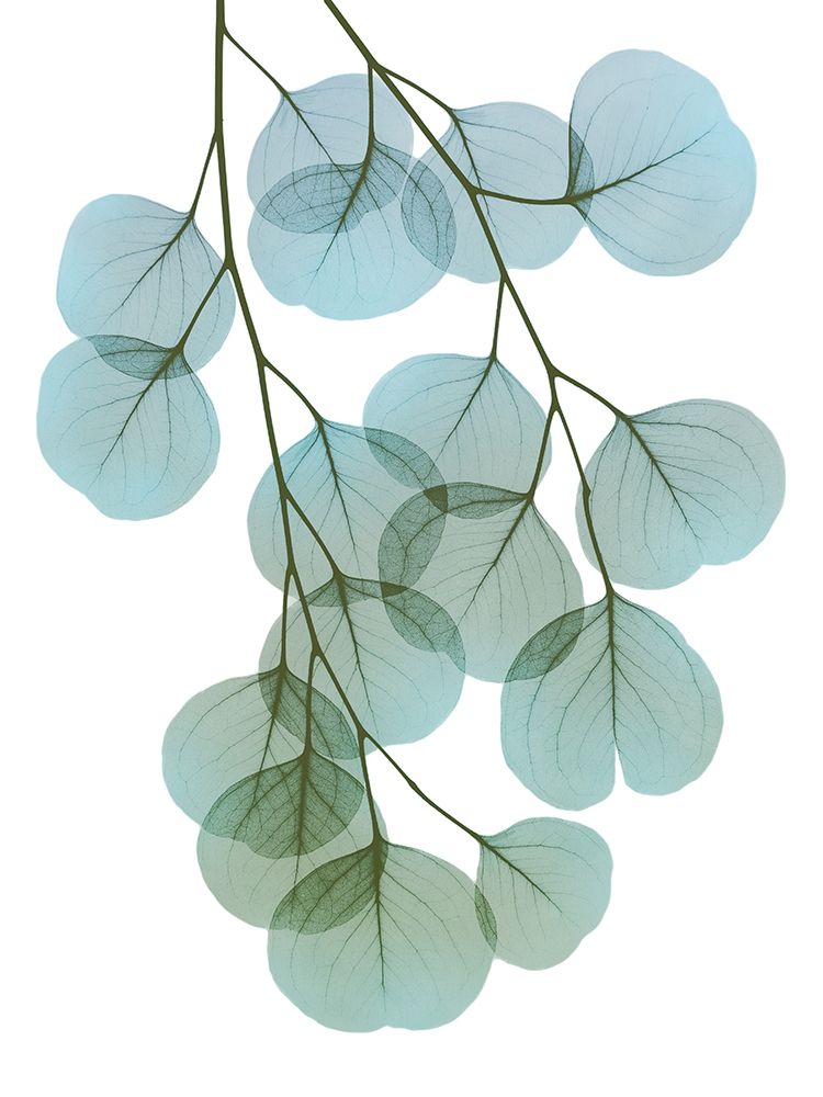 Vibrant Eucalyptus 2 art print by Albert Koetsier for $57.95 CAD