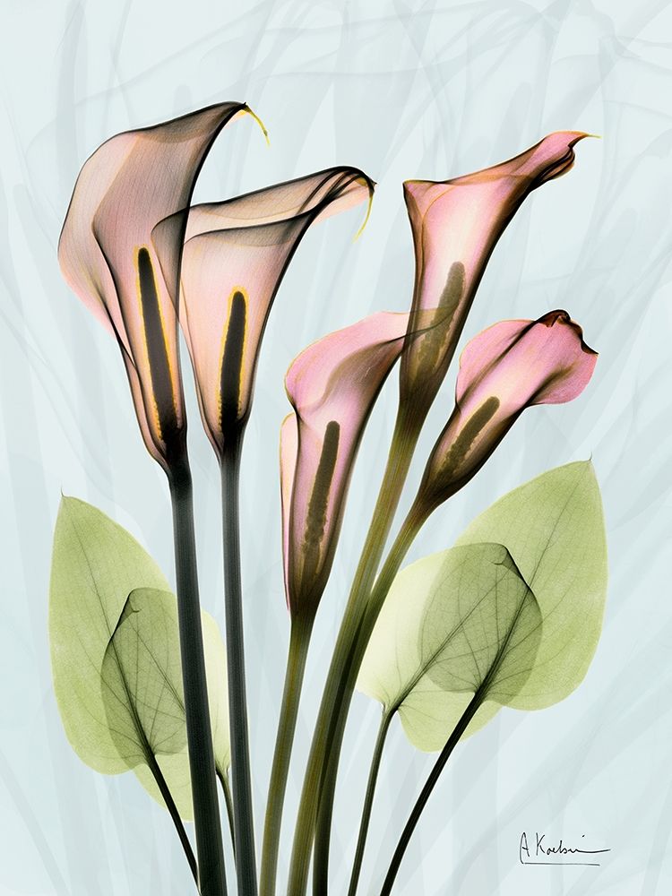 Calla Lily Crystalis 1 art print by Albert Koetsier for $57.95 CAD