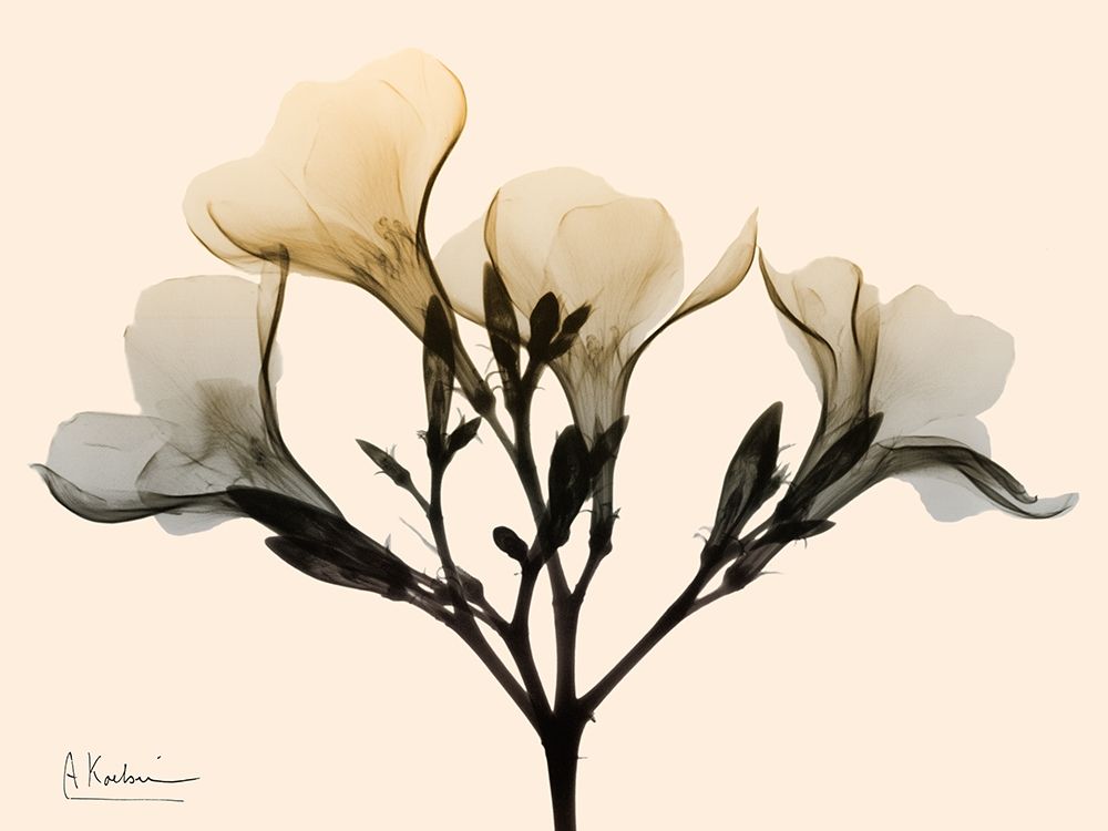 Oleander Dawn art print by Albert Koetsier for $57.95 CAD