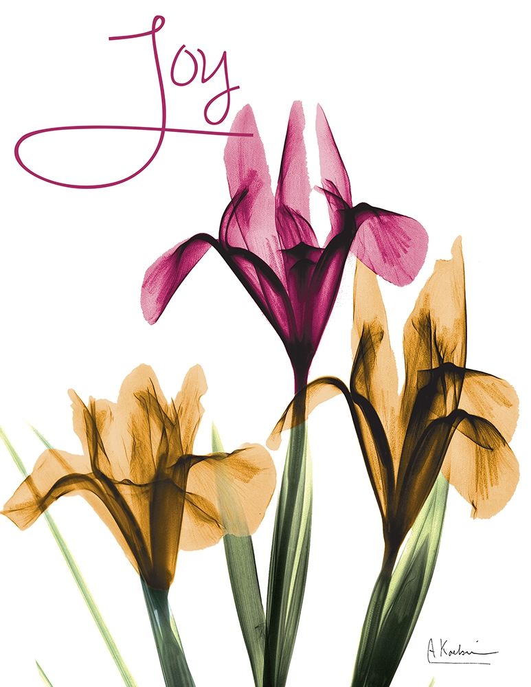 Joyful Iris art print by Albert Koetsier for $57.95 CAD