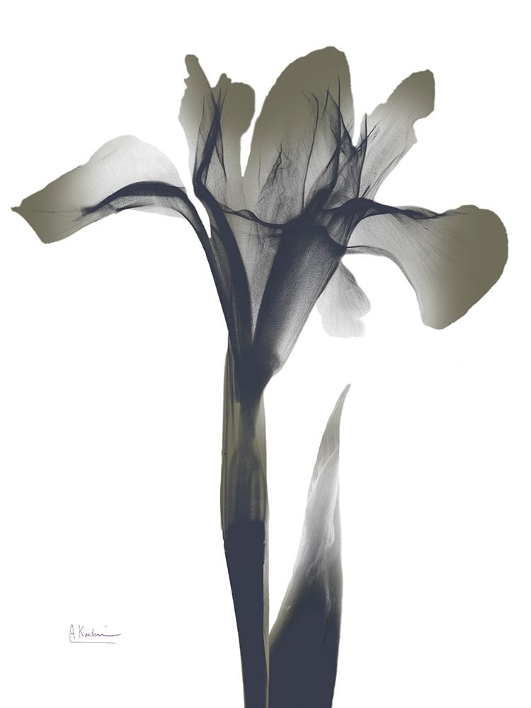 Ombre Olive Iris 1 art print by Albert Koetsier for $57.95 CAD