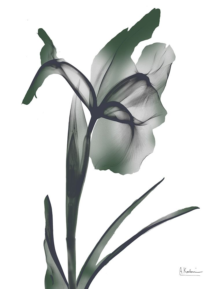 Ombre Jungle Iris 1 art print by Albert Koetsier for $57.95 CAD
