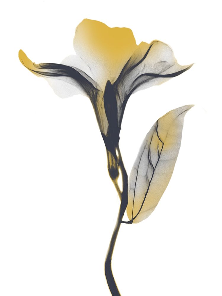 Ombre Sunshine Oleander 1 art print by Albert Koetsier for $57.95 CAD