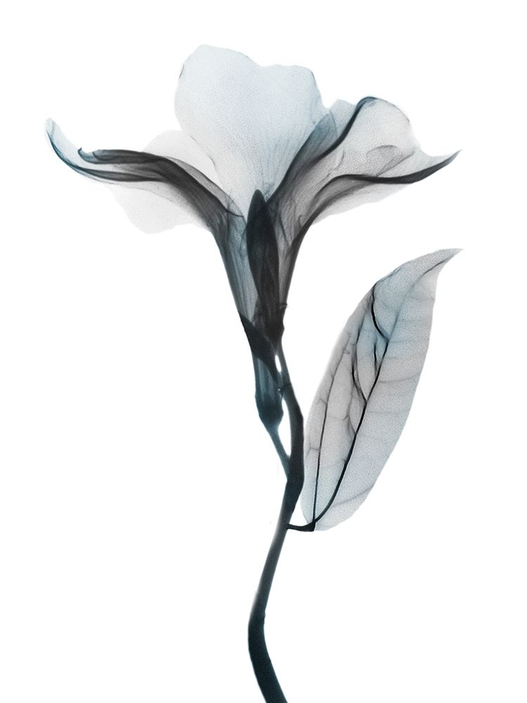 Ombre Sea Salt Oleander 1 art print by Albert Koetsier for $57.95 CAD