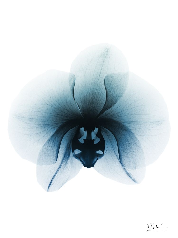 Glacial Orchid 1 RC art print by Albert Koetsier for $57.95 CAD